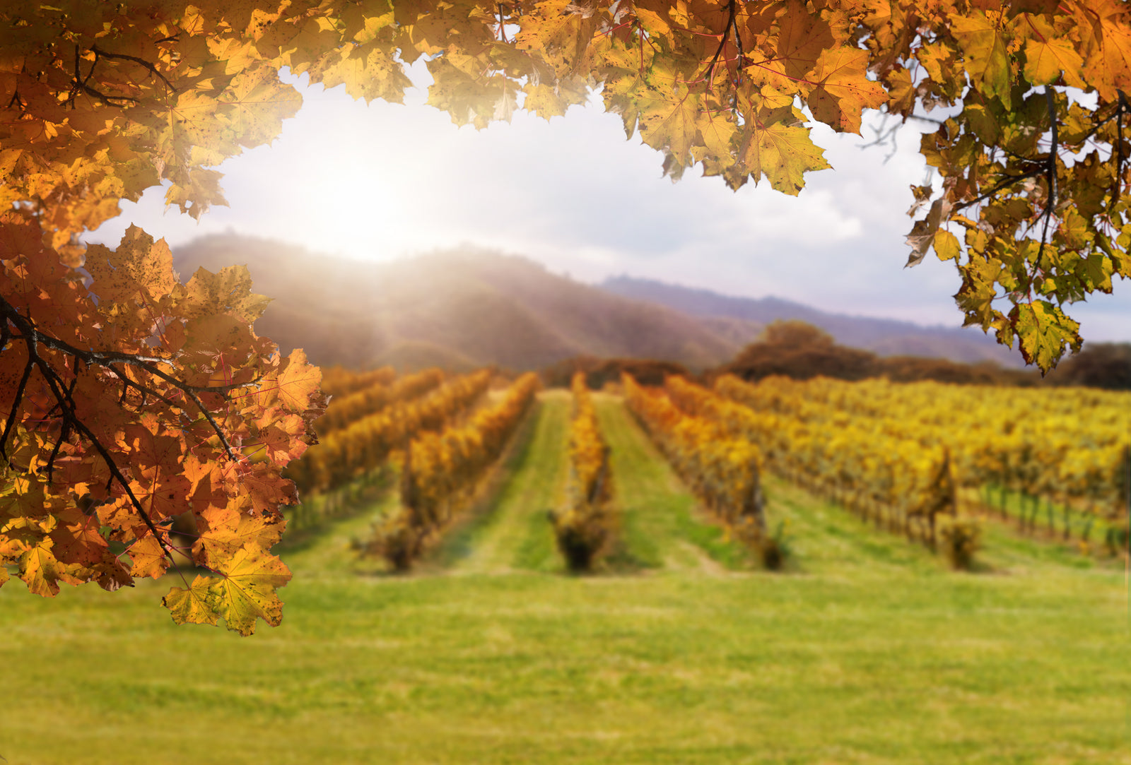 Les traditions méditerranéennes des fêtes d’automne